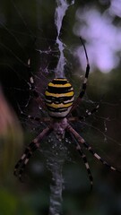 spider on the web