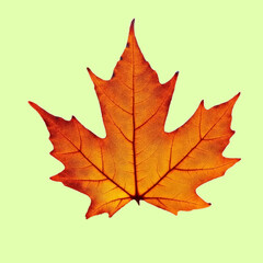 maple leaf, nature, leaves, orange, maple, fall, autumnal, theme, themed, september, september 1st,