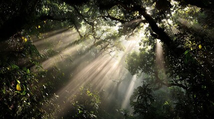 Obraz premium Sunlight streaming through trees in forest landscape nature photography scenic woodland green foliage light rays