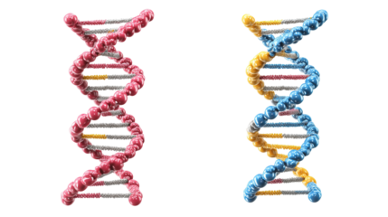 Two dna strand structures rendering