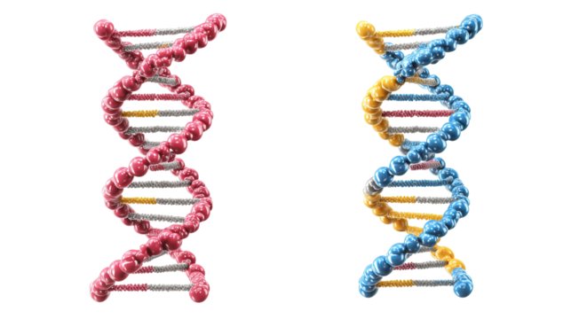 Two dna strand structures rendering