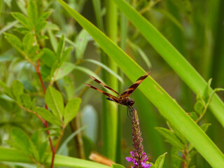 Halloween Pennant Dragonfly pausing for a moment on a very hot summer day