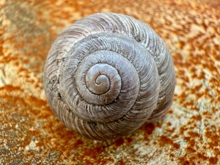 Natural Snail Shell on Distressed Vintage Wall Background Closeup. High quality photo