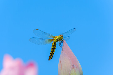 蓮のつぼみにとまる黄色いトンボ
