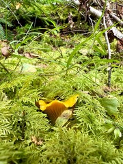 mushroom is against the lush green backdrop, creating visual appeal for organic food and ecology
