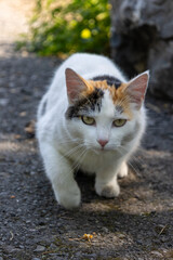 Cat on the hunt: Calico cat sneaks along a path.