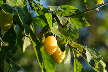 yellow plum on a branch of a plum tree
