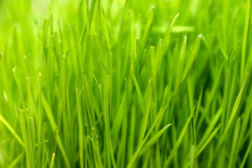 Fresh Green Grass Blades Close Up with Soft Focus Background. Natural Eco Lawn Texture, Spring Growth, Organic Environment, Outdoor Nature Scene Ideal for Eco, Gardening, or Wellness Themes.