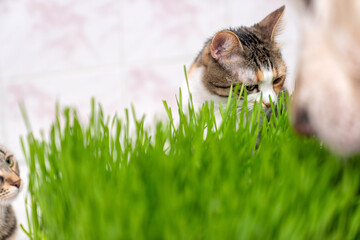 indoor cat eating fresh green cat grass for digestion and hairball relief on wooden floor, natural...
