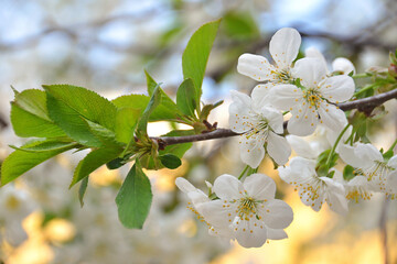 cherry blossom spring white flowers on tree branch macro