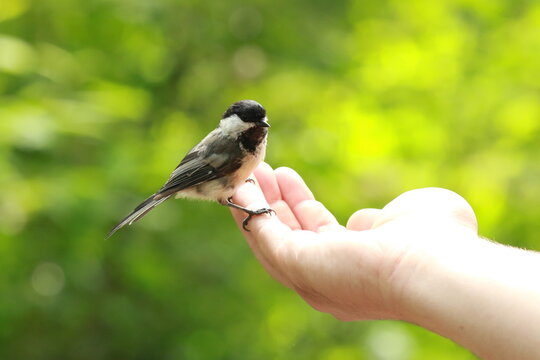 bird in hand