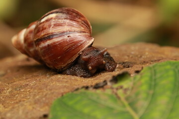 snail on a leaf
