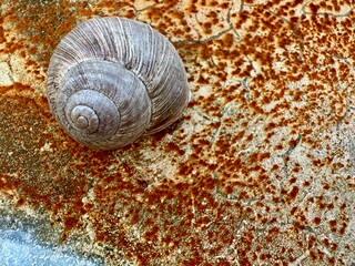Natural Snail Shell on Distressed Vintage Wall Background Closeup. High quality photo