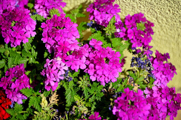 Fototapeta premium Verbena hybrid lilac flowers macro nature flora plant