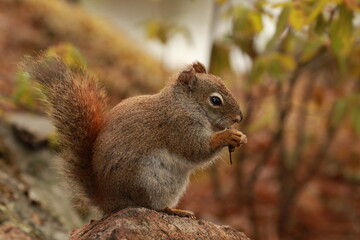 squirrel eating nut