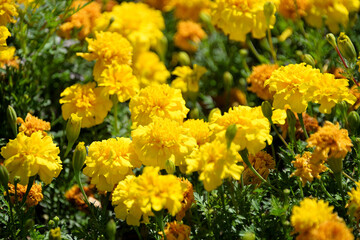 Marigold erectus africanus yellow flower macro nature flora plant