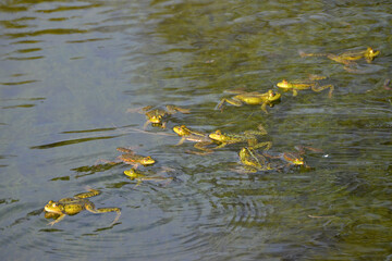 green frogs swim in water reservoir nature summer