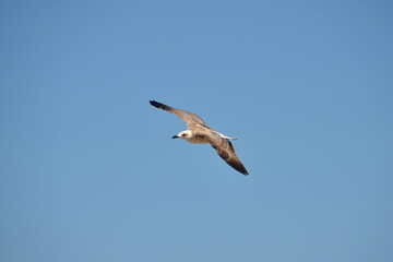 Obraz premium seagull flying in blue sky big bird nature