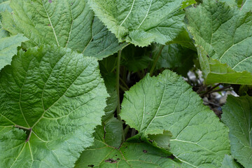 Green burdock leaves, abstract green texture, nature background.