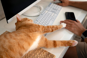 An orange tabby cat is laying on a desk reaching a paw towards a man's hand as he works at a...