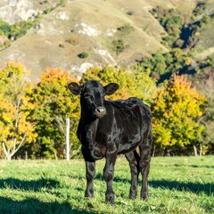 Black calf in autumnal landscape