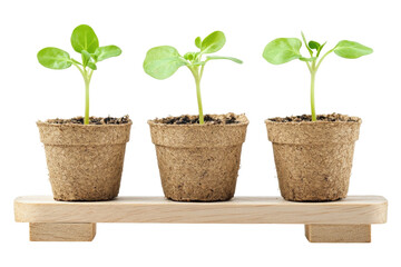 Three young eggplant seedlings in peat pots on a wooden stand isolated on transparent background