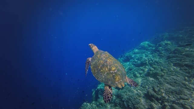 Hawksbill Sea Turtle - Eretmochelys imbricata, sea turtle in Cheloniidae sharp, curving beak with prominent tomium. Adult huge turtle under the water feeds on the coral reef in Indonesia.
