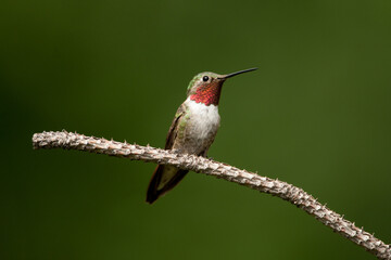 Broad-tailed Hummingbird adult male perched, taken in central Colorado