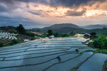 Beautiful green rice fields or paddy field of Ban Pa Bong Piang in the rainy season