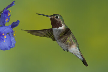 Broad-tailed Hummingbird male feeding at flowers taken in Colorado