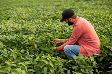 Young agronomist carefully inspecting a soybean plant in a lush green field, illustrating crop...