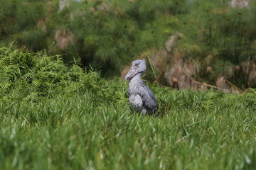 Rare Shoebill Bird (Balaeniceps rex) on Lake Victoria