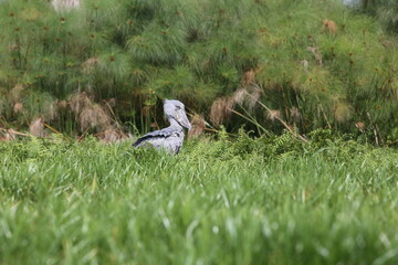 Close-up of shoebill (Balaeniceps rex) in Uganda’s swamp habitat. Rare African bird, popular with...