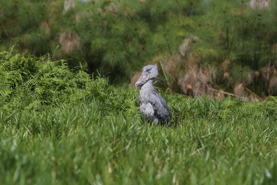 Rare Shoebill Bird (Balaeniceps rex) on Lake Victoria