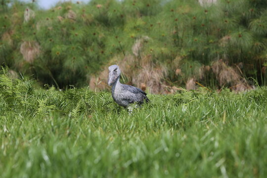 Shoebill stork in natural habitat on Lake Victoria, Uganda. Large prehistoric-looking bird, endangered species, symbol of East African biodiversity.