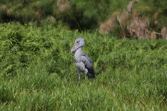 Endangered shoebill stork in tropical wetlands of Uganda. Unique African bird with massive bill, found in swamp habitats around Lake Victoria