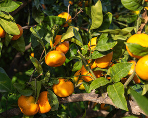 Tangerine fruits waiting to be harvested among green leaves
