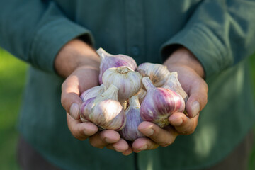 High quality close-up image of male hands holding fresh garlic bulbs, symbolizing organic farming, healthy nutrition, and natural vegetable produce