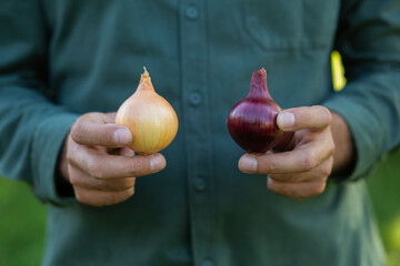 High quality close-up image of male hands holding yellow and red onion bulbs, representing organic farm vegetables, healthy cooking ingredients, and fresh produce from the harvest