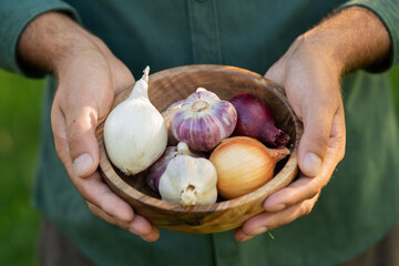 Close-up image of male hands holding a rustic wooden plate filled with fresh garlic bulbs and onions, perfect for culinary blogs, farm-to-table cooking, and natural food presentations