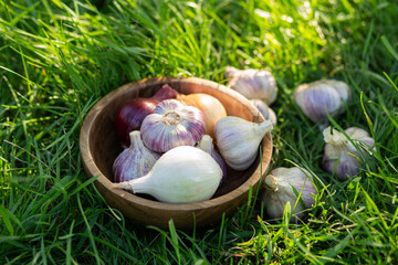 Close-up image of a rustic wooden plate filled with fresh garlic bulbs and onions, placed on green grass in garden environment, natural farm produce, organic farming,  fresh healthy ingredients