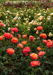 Obraz premium flower garden of yellow, red, pink and white roses, vertical shot