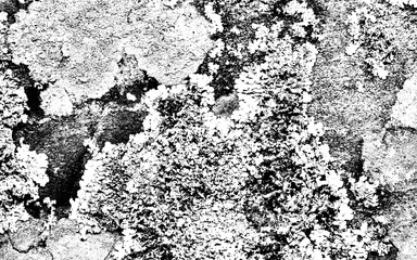 monochrome textured abstract image of moss covering rock surface