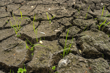 Detailed close-up of cracked dry soil surface with small green grass sprouts, symbolizing drought, climate change, and resilience of nature