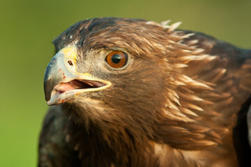 Golden Eagle head taken in southern MN under controlled conditions