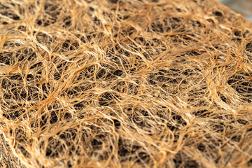 Close up of Healthy Grass Roots in Soil with Germinating Seeds, Agriculture and Gardening Concept, Natural Texture, Organic Farming, Eco Background for Sustainability and Environment Themes