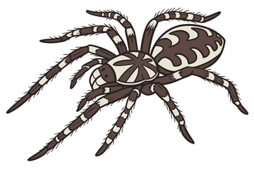 Striking Illustration of a Brown and White Orb Weaver Spider, a Detailed Vector Drawing of an Arachnid