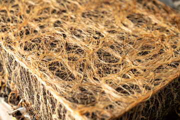 Close up of Healthy Grass Roots in Soil with Germinating Seeds, Agriculture and Gardening Concept, Natural Texture, Organic Farming, Eco Background for Sustainability and Environment Themes