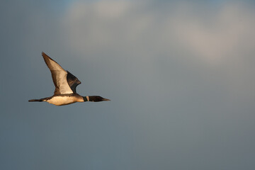 Common Loon in flight taken in central MN