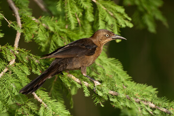 Great-tailed Grackle female taken in Arizona